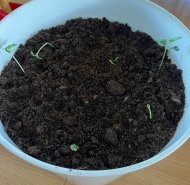 img-20260522-wa0066